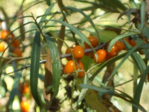 sea buckthorn