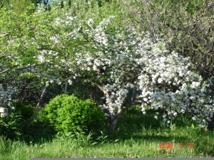 apple blossoms and caragana