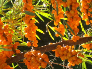 best sea buckthorn