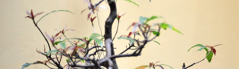 Rowan Tree Remedies